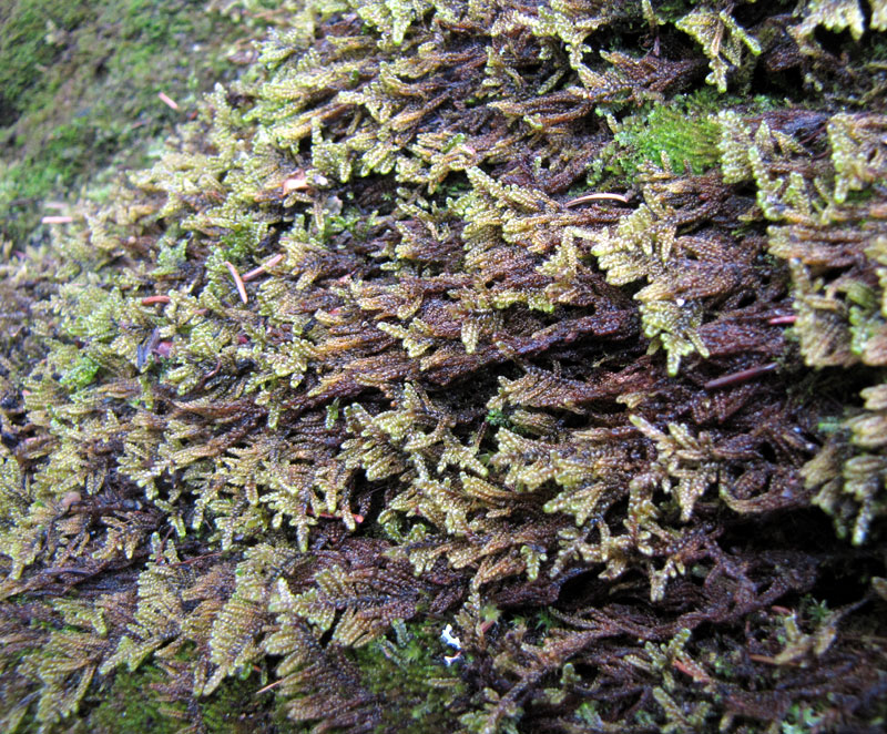 Hypnum imponens